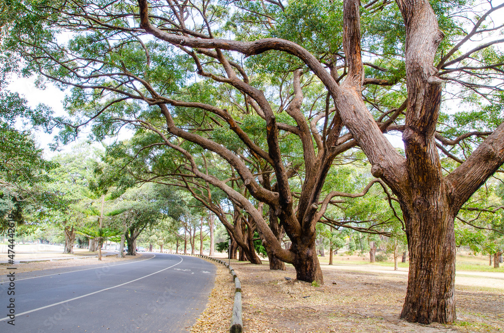 Obraz premium Beautiful trees alongside the road at Centennial Park, Sydney, Australia.