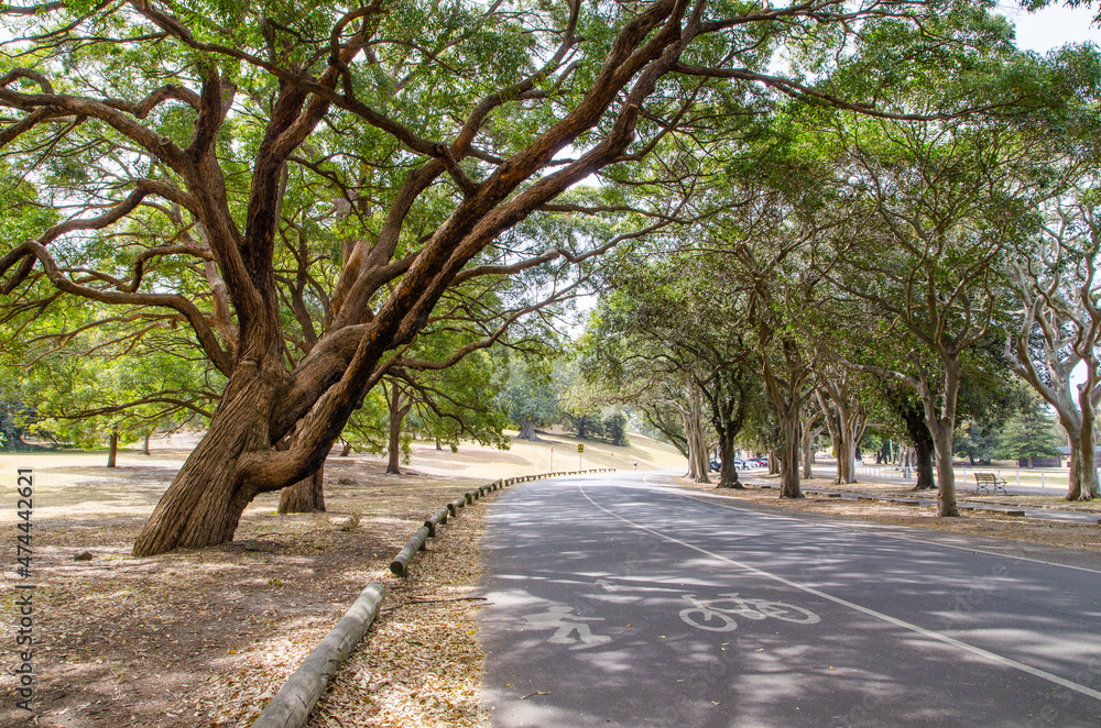 Beautiful trees alongside the road at Centennial Park, Sydney, Australia.