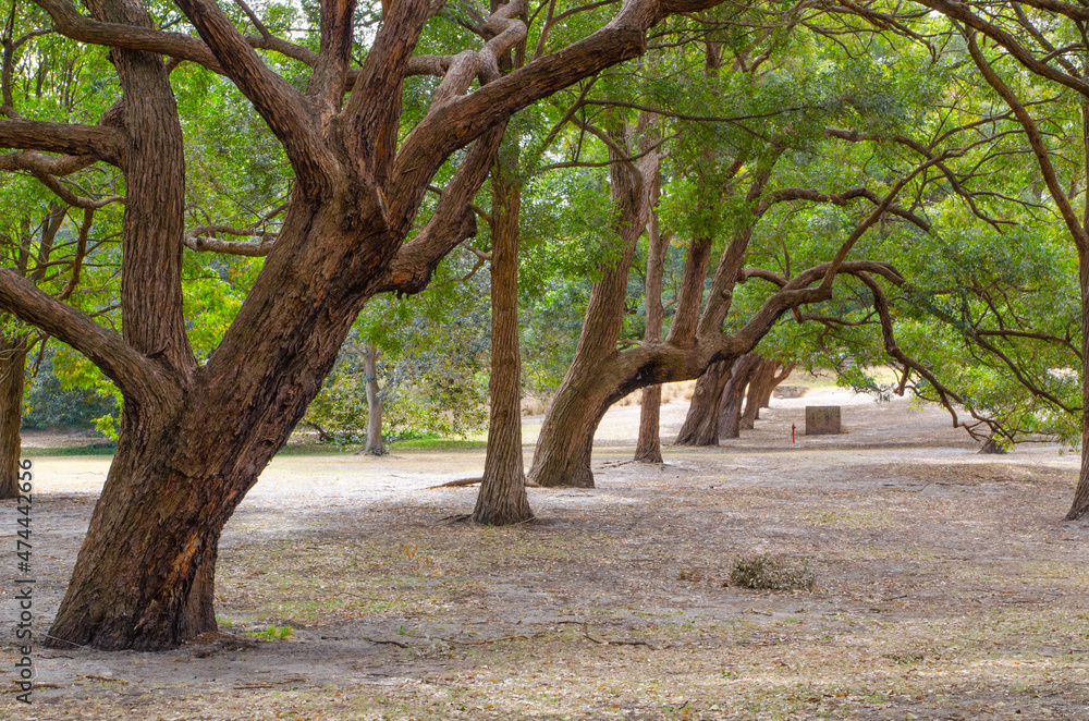 Fototapeta premium Beautiful trees at Centennial Park, Sydney, Australia.