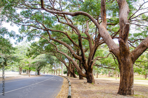 Photography Beautiful trees alongside the road at Centennial Park, Sydney, Australia