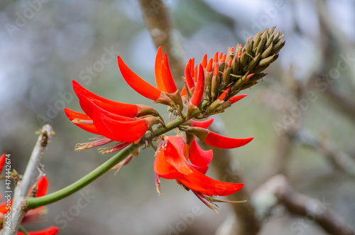 Erythrina variegata red flower, Centennial Park, Sydney, Australia. photo