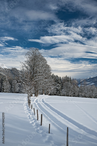 bäume in einer winterlandschaft in ramsau am dachstein alpen österreich steiermark, wintry landscape in ramsau dachstein austrian alps