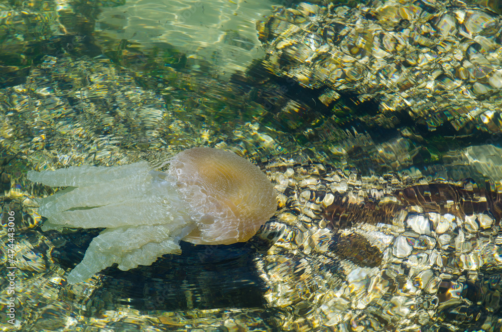 Jellyfish swimming in shallow ocean water near the rocky coast at Brighton le sands beach, Sydney, Australia. Jellyfish swimming in shallow ocean water near the rocky coast at Brighton le sands beach, Sydney, Australia.