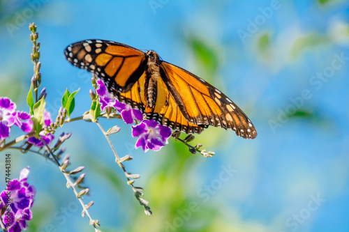 close up photo of butterfly on purple flower