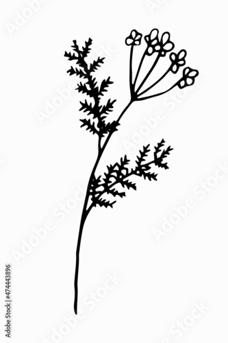 Hand-drawn contour meadow flower. Simple vector illustration of doodle style tansy.
