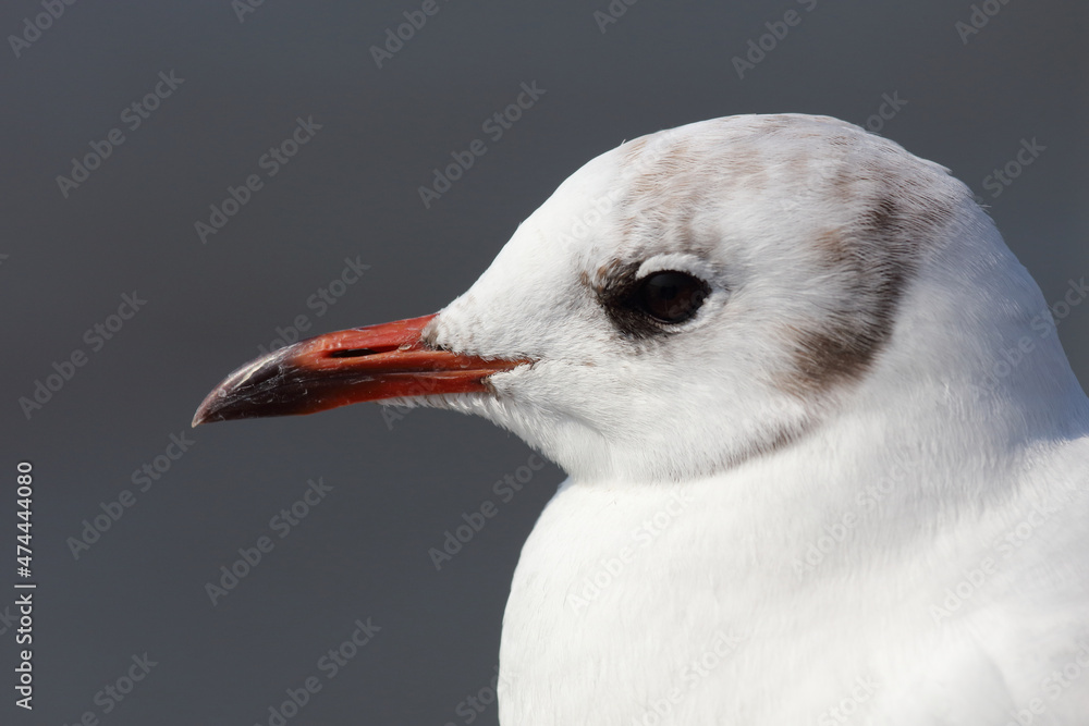 Lachmöwe / Black-headed gull / Chroicocephalus ridibundus or Larus ridibundus Lachmöwe / Black-headed gull / Chroicocephalus ridibundus or Larus ridibundus