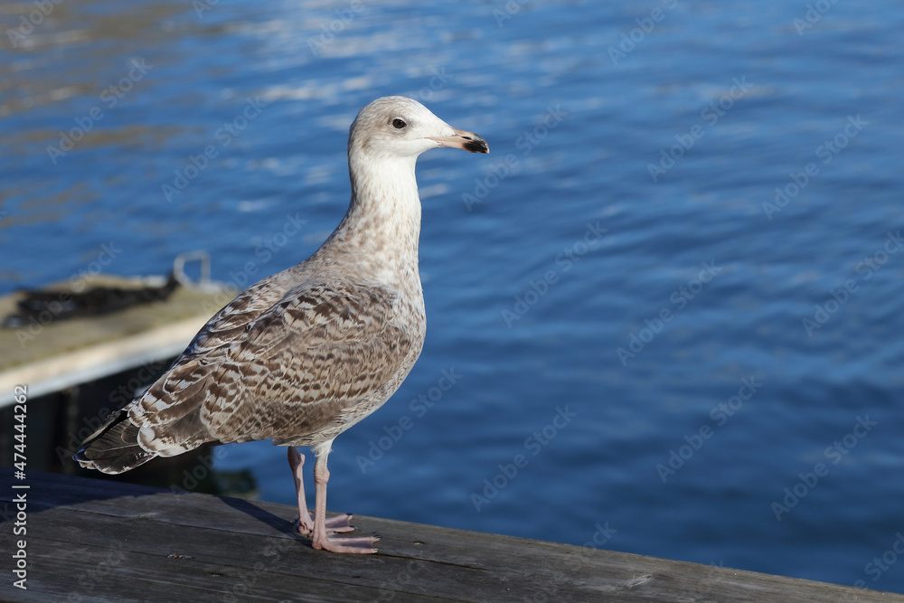 Eismöwe / Glaucous gull / Larus hyperboreus. Eismöwe / Glaucous gull / Larus hyperboreus.