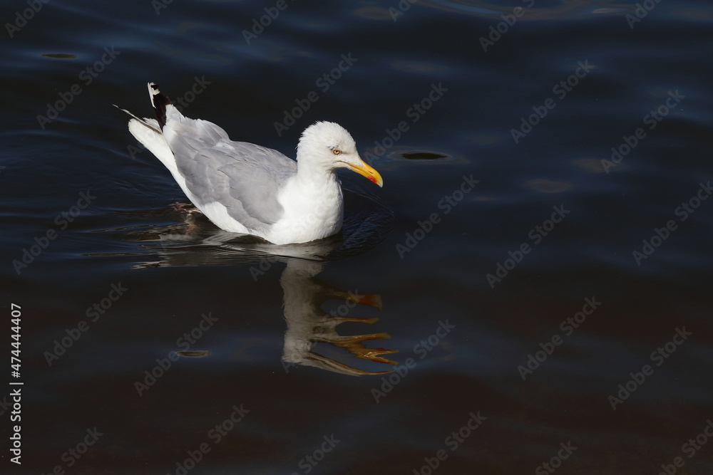 Silbermöwe / European herring gull / Larus argentatus