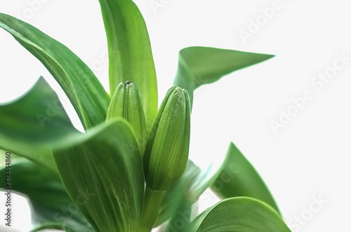 macro green  bud and leaf of  lily on a white background