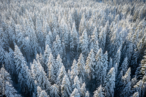 Evergreen trees covered in snow. High quality photo
