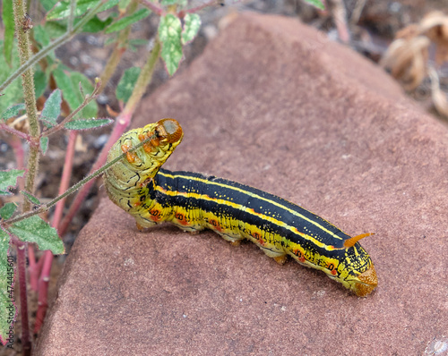 A feeding White-lined Sphinx Moth caterpillar (Hyles lineata) on a piece of sandstone in the Grand Canyon, Arizona. photo