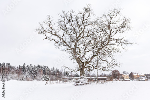 Oak tree and haystack wooden frames in snowy winter day, Latvia photo