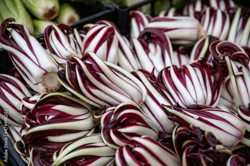 radicchio lungo trevigiano photo