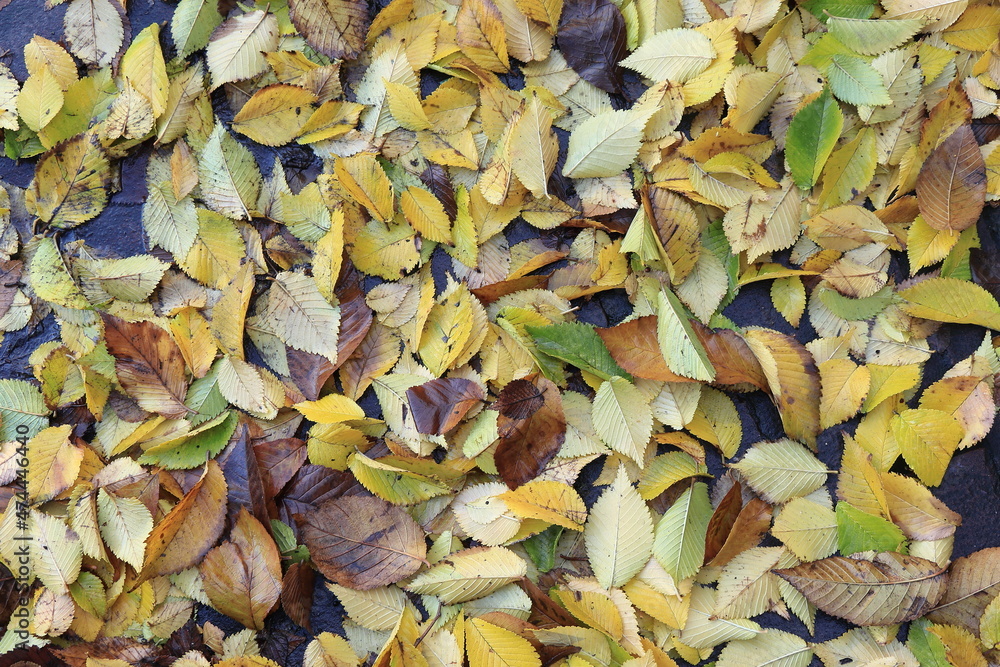 Yellow, Green and Brown Autumn Leaves on the Ground Yellow, Green and Brown Autumn Leaves on the Ground