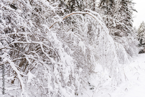 The trees in the forest are bent by the weight of the snow on a winter day photo