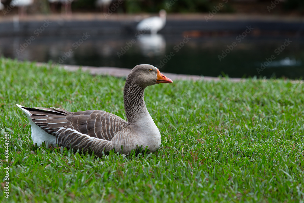 Close up napping Graylag Goose on a green grass with lake view on the background. Close up napping Graylag Goose on a green grass with lake view on the background.