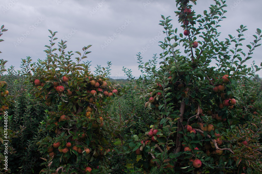 apple trees