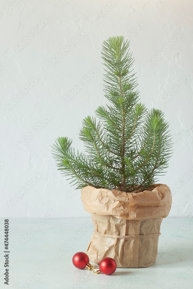 Fototapeta premium Mini Christmas tree on the white wall background