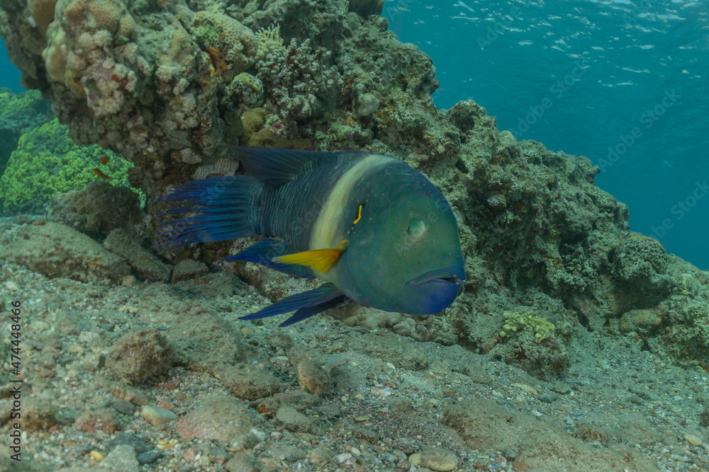 Fototapeta premium Fish swim in the Red Sea, colorful fish, Eilat Israel 