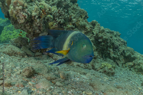 Fish swim in the Red Sea, colorful fish, Eilat Israel  © yeshaya