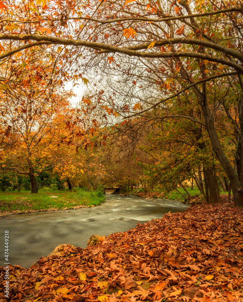 Naklejka premium autumn in the park