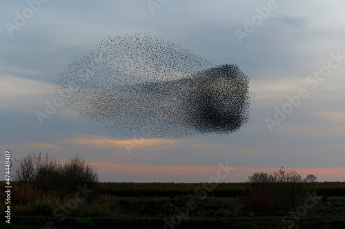 Foto Starling murmurations