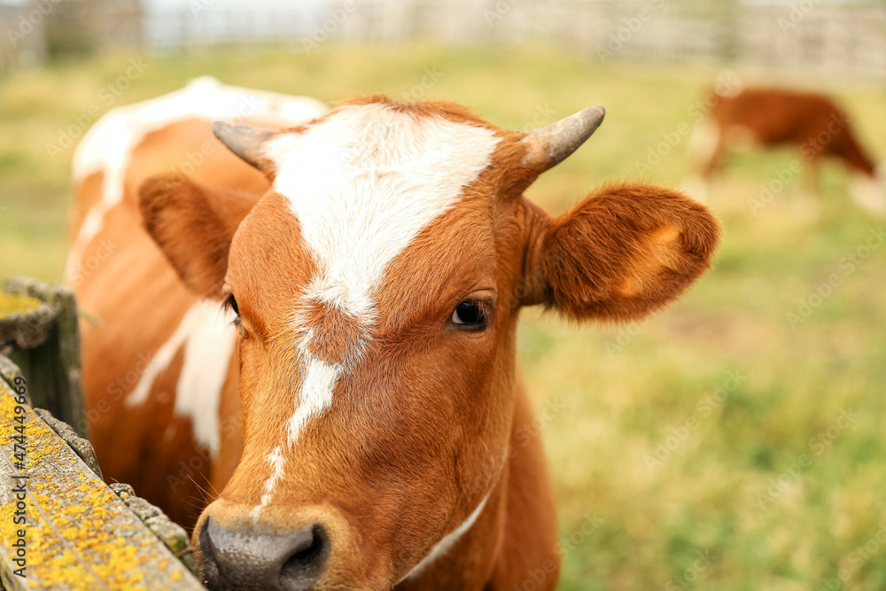 Funny cow grazing on pasture, closeup Funny cow grazing on pasture, closeup