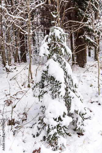 One separate small spruce tree is covered with snow in the forest on a winter day