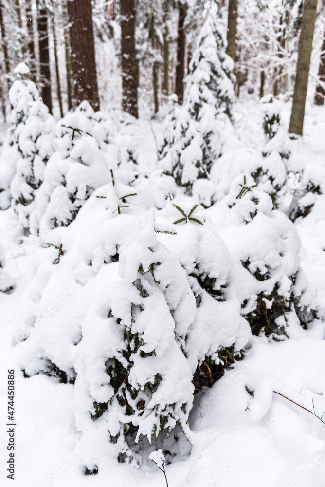 Many small spruces is covered with snow in the forest on a winter day