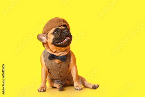 Fotografija Cute fashionable French bulldog on color background