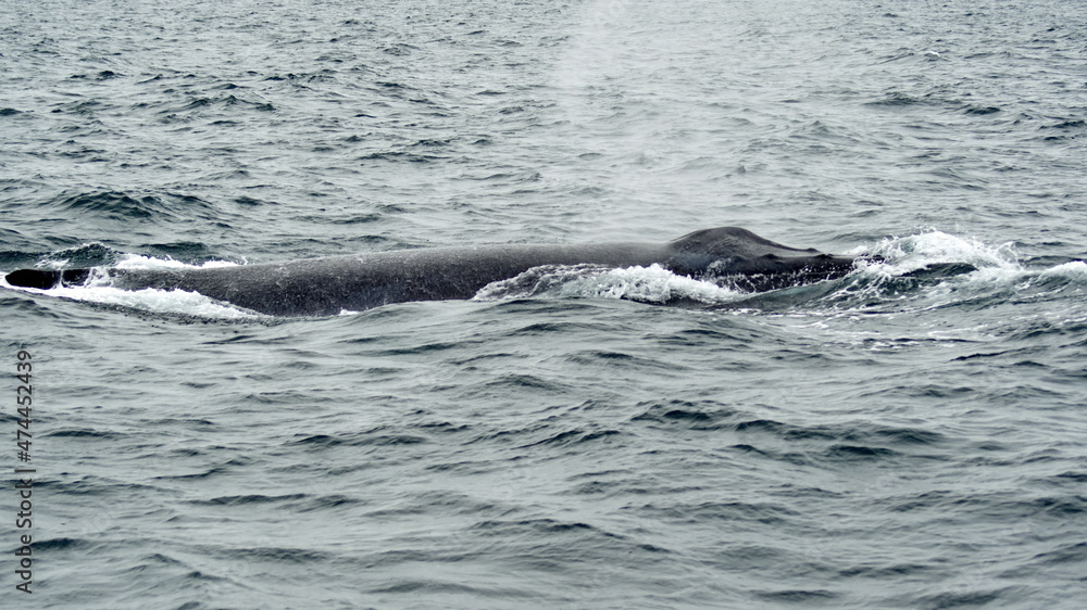 Obraz premium Blow hole of a humpback whale in Machalilla National Park, off the coast of Puerto Lopez, Ecuador