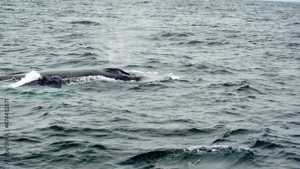 Blow hole of a humpback whale in Machalilla National Park, off the coast of Puerto Lopez, Ecuador Blow hole of a humpback whale in Machalilla National Park, off the coast of Puerto Lopez, Ecuador