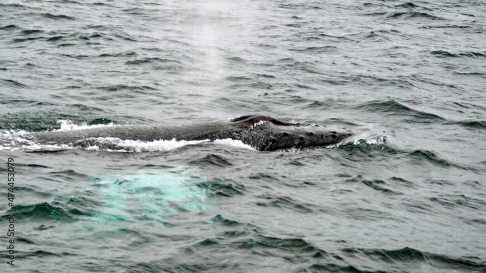 Obraz premium Blow hole of a humpback whale in Machalilla National Park, off the coast of Puerto Lopez, Ecuador