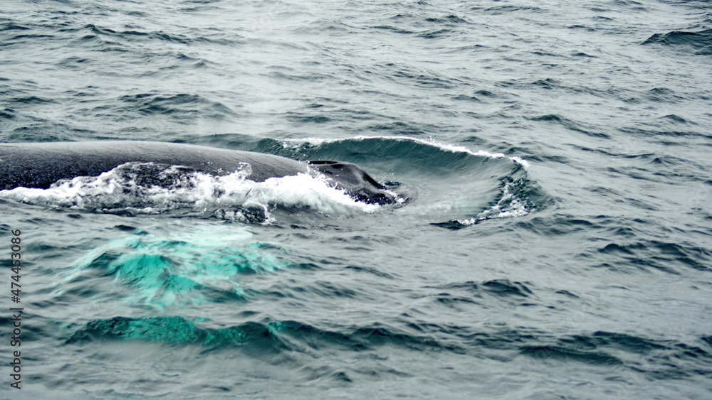 Blow hole of a humpback whale in Machalilla National Park, off the coast of Puerto Lopez, Ecuador