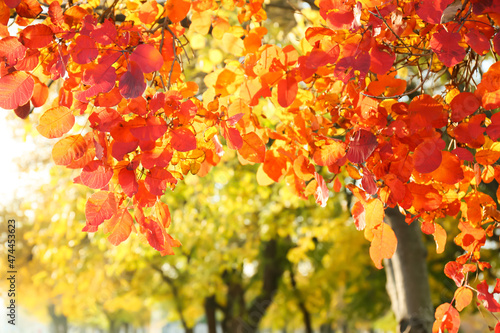 Tree branches with beautiful leaves in autumn park