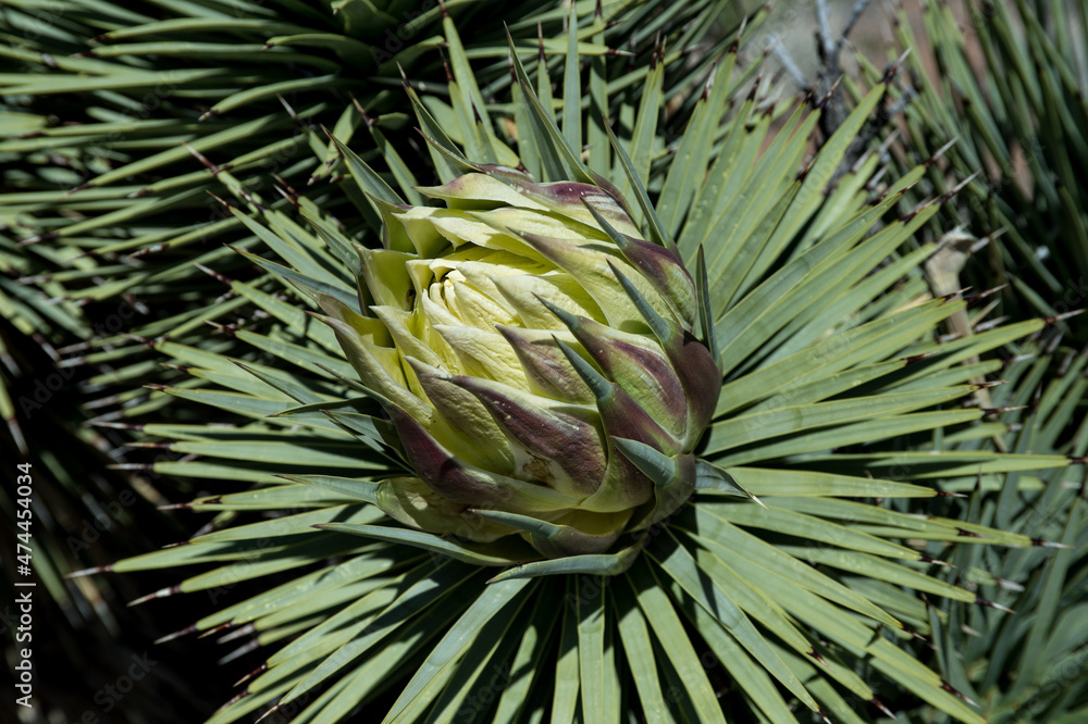 Close up of Joshua Tree blooming in Mohave National Preserve Close up of Joshua Tree blooming in Mohave National Preserve