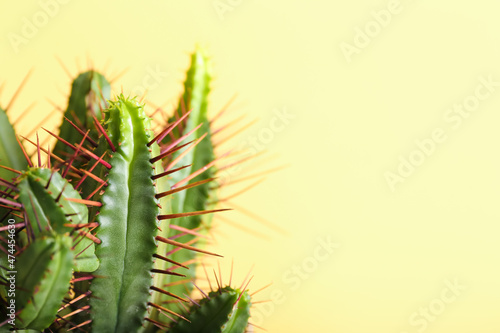 Green cactus on color background, closeup