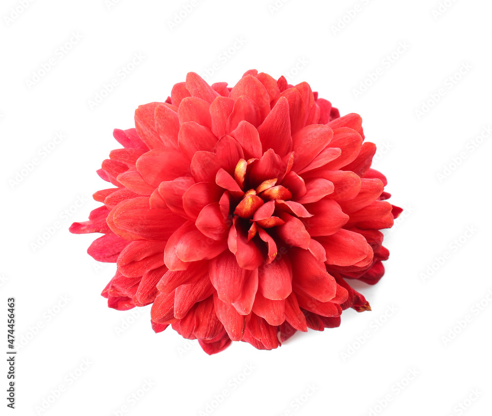 Beautiful red flower on white background Beautiful red flower on white background