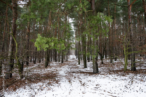 Fototapeta Naklejka Na Ścianę i Meble -  Droga przez zimowy las, ścieżka przez las, leśna droga leśna ścieżka, ścieżka 