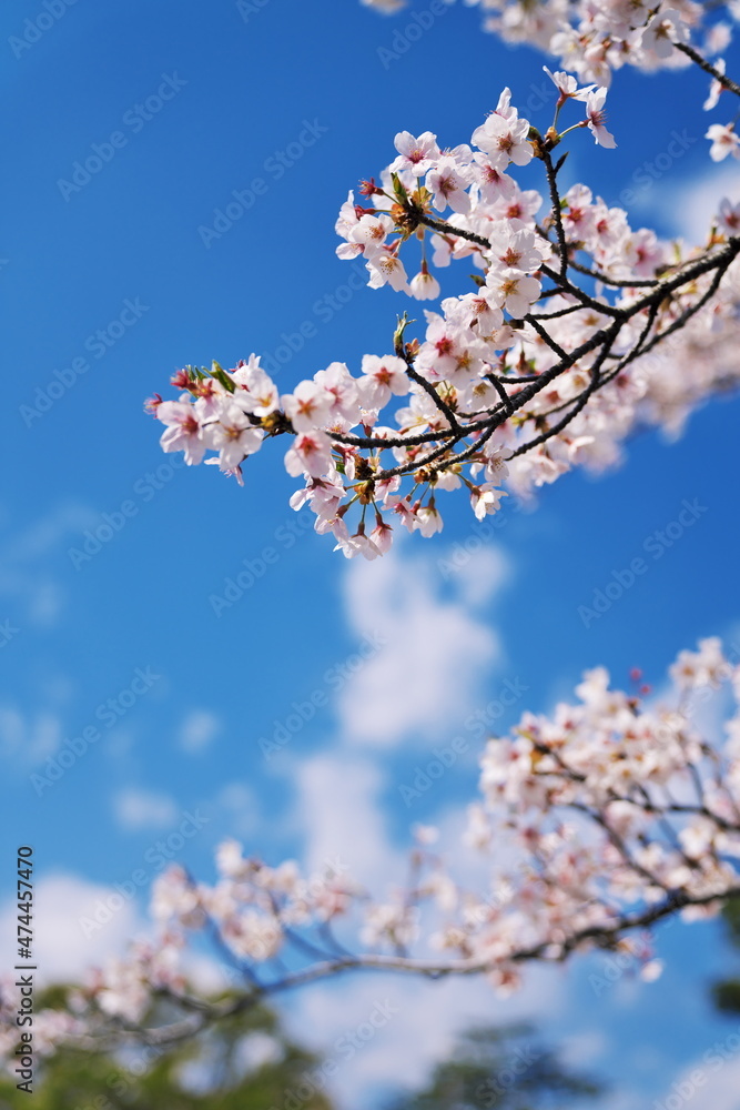 桜越しに見る春の空 桜越しに見る春の空
