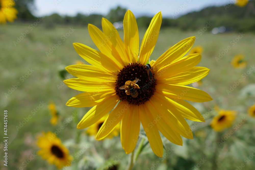 Fototapeta premium Large yellow wildflower with honeybee and field out of focus in background