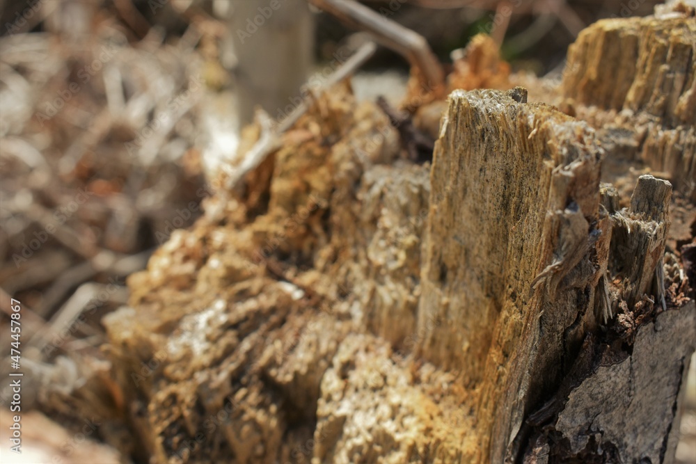 Tree stump in the forest on March 29, 2020 in Forest Falls, California. 