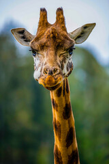 Fototapete Khaki Rothschild-Giraffe in afrikanischer Savanne  © Merrillie