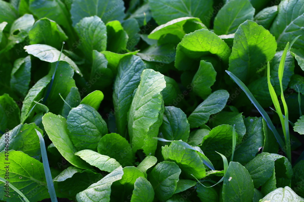 Obraz premium Chinese cabbage in the fields