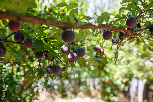 Moyer plums on a tree in Adelaide, South Australia in bright sunlight, ready for harvesting photo