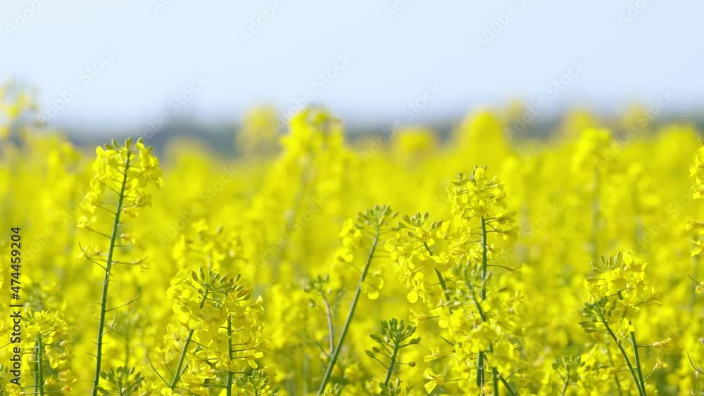 A beautiful view of a blooming yellow rapeseed field