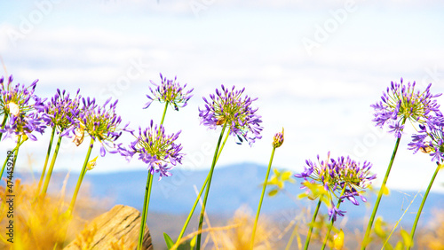 Flowering agapanthus lilies against a scenic distant landscape 