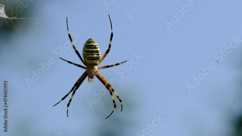 Spider close-up on a web against a blue sky, 4K, 10bit. Large poisonous spider family Argiope bruennichi in summer forest. Wasp spider is a type of araneomorphic spiders. photo