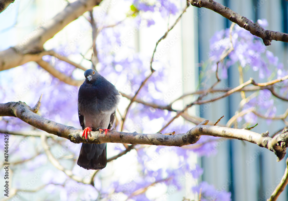 Pigeon bird on Jacarandas tree in spring season at Sydney, Australia. Pigeon bird on Jacarandas tree in spring season at Sydney, Australia.