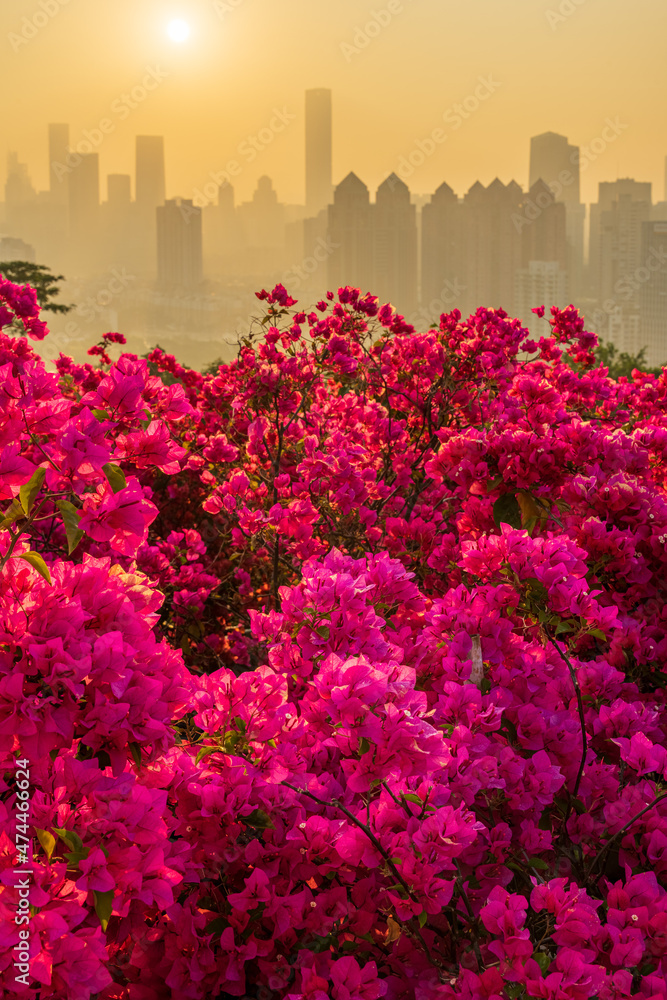The Shenzhen cityscape in a foggy morning. The plant in foreground is Bougainvillea, which is city flower for Shenzhen. The Shenzhen cityscape in a foggy morning. The plant in foreground is Bougainvillea, which is city flower for Shenzhen.